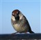 Birdie