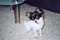 Benni - Chihuahua