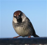 Birdie