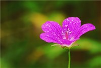 Blume
