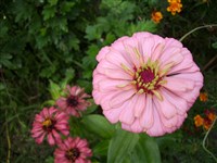 Ein Blümchen auf der Krim :-)