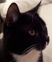 Katerchen