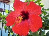 Kreta, eine Blüte