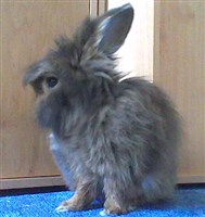 Mein Fluffy 