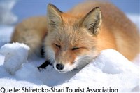 ein Rotfuchs, von Shiretoko-Shari Tourist Association