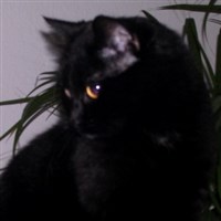 miau