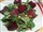 Feldsalat mit Roter Bete und gehackten Walnüssen