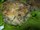 Pilz-Kartoffelpuffer