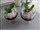 Punschbeeren mit Mohncreme