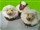 Schafmuffins mit Kokossahne